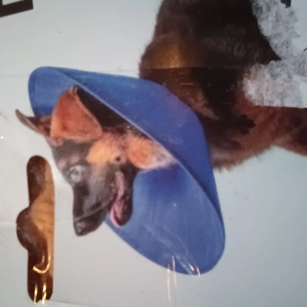 🦮- KVP EZ Soft Recovery Collar - Blue